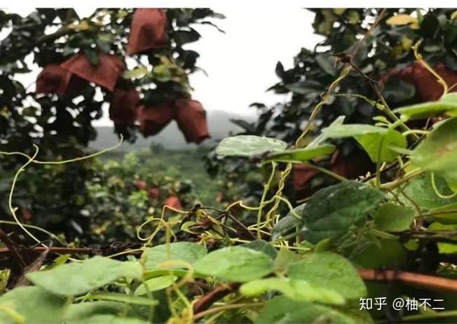 富硒土种什么水果（富硒土壤适合种植什么）-硒宝网