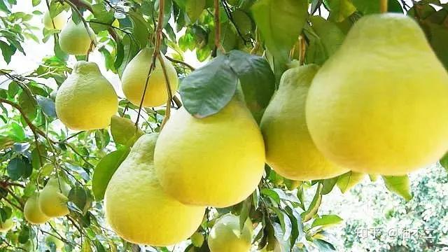 富硒土种什么水果（富硒土壤适合种植什么）-硒宝网