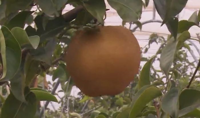 田园富硒水果采摘（富硒水果种植技术）-硒宝网