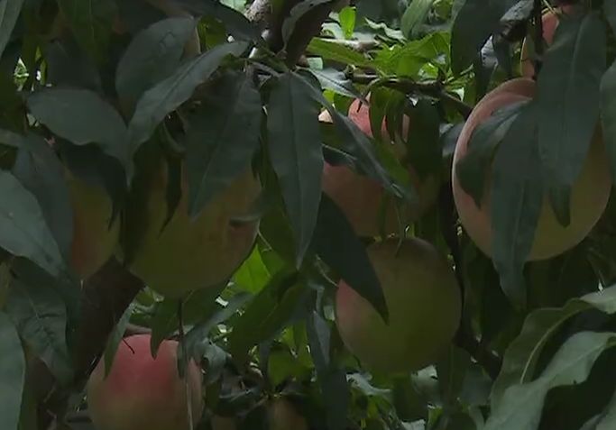 田园富硒水果采摘（富硒水果种植技术）-硒宝网