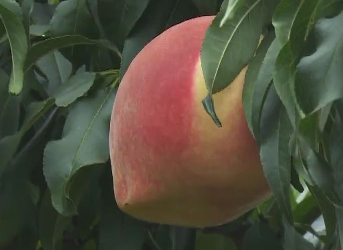 田园富硒水果采摘（富硒水果种植技术）-硒宝网