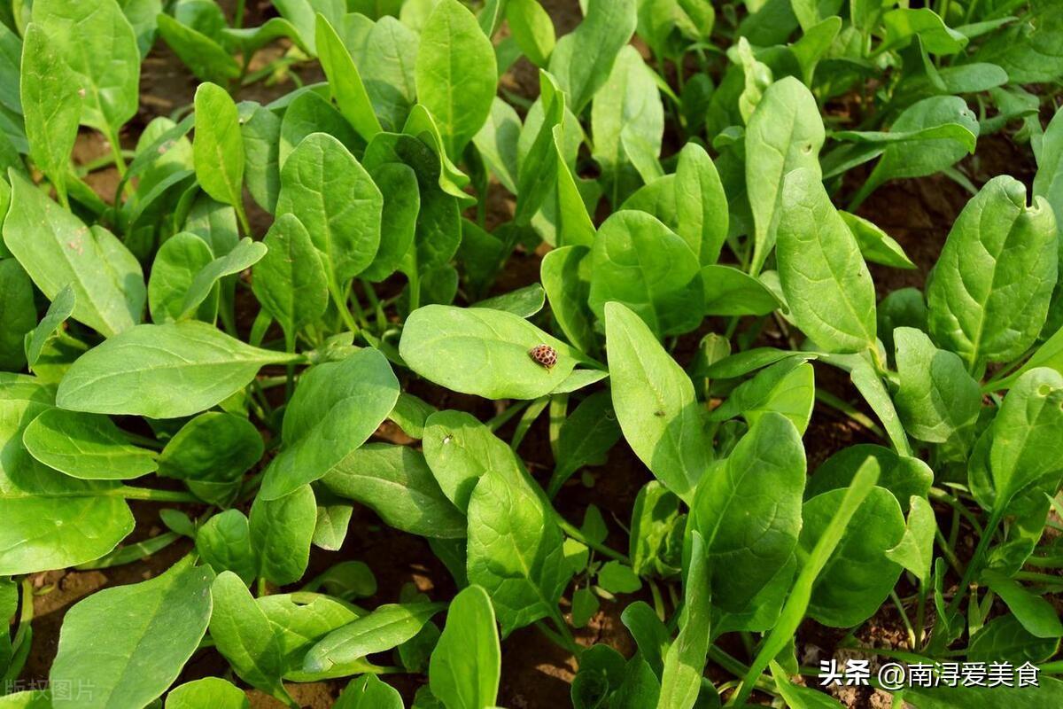 富锌硒水果西红柿(西红柿水果富锌硒含量多少)-硒宝网