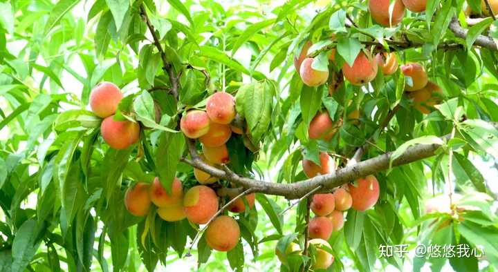 富硒土种什么水果（水果土种富硒的作用）-硒宝网