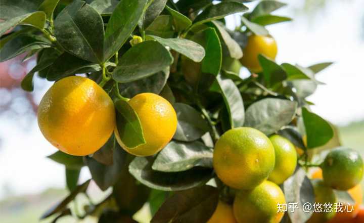 富硒土种什么水果（水果土种富硒的作用）-硒宝网