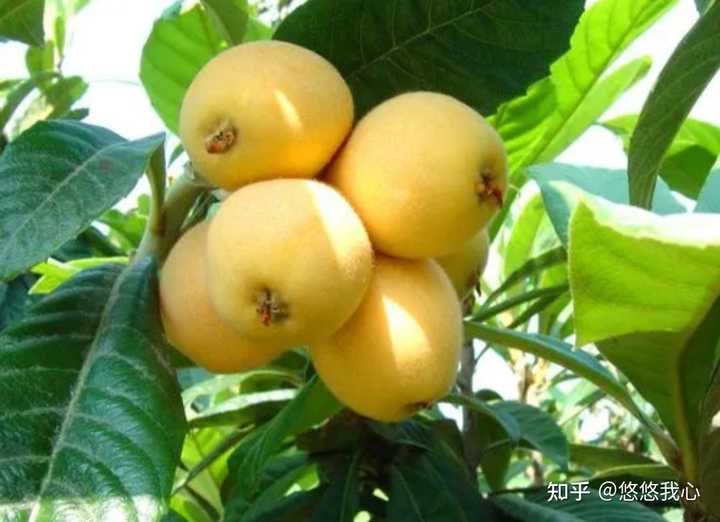 富硒土种什么水果（水果土种富硒的作用）-硒宝网