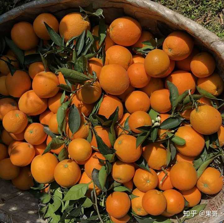 富硒水果怎么种植（水果种植富硒的好处）-硒宝网