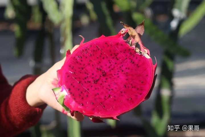 富硒水果怎么种植（水果种植富硒的好处）-硒宝网