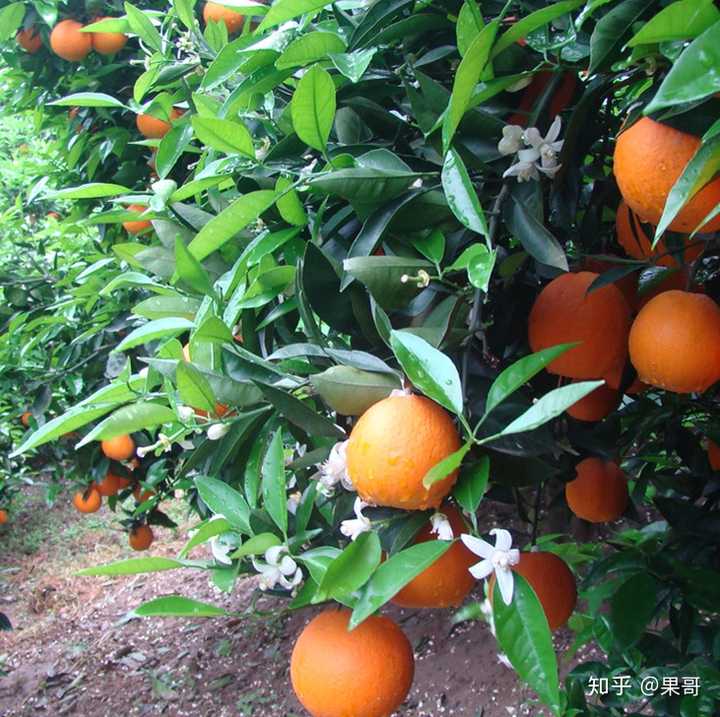 富硒水果怎么种植（水果种植富硒的好处）-硒宝网