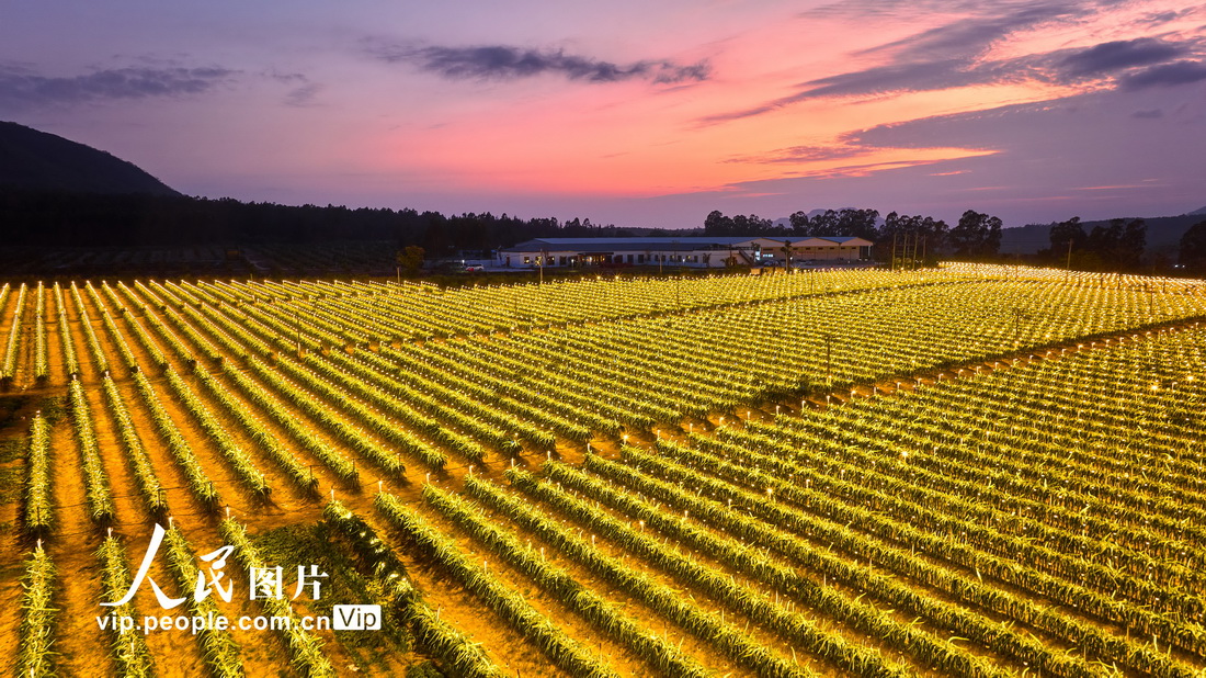 海南富硒水果基地（海南水果生产基地）-硒宝网