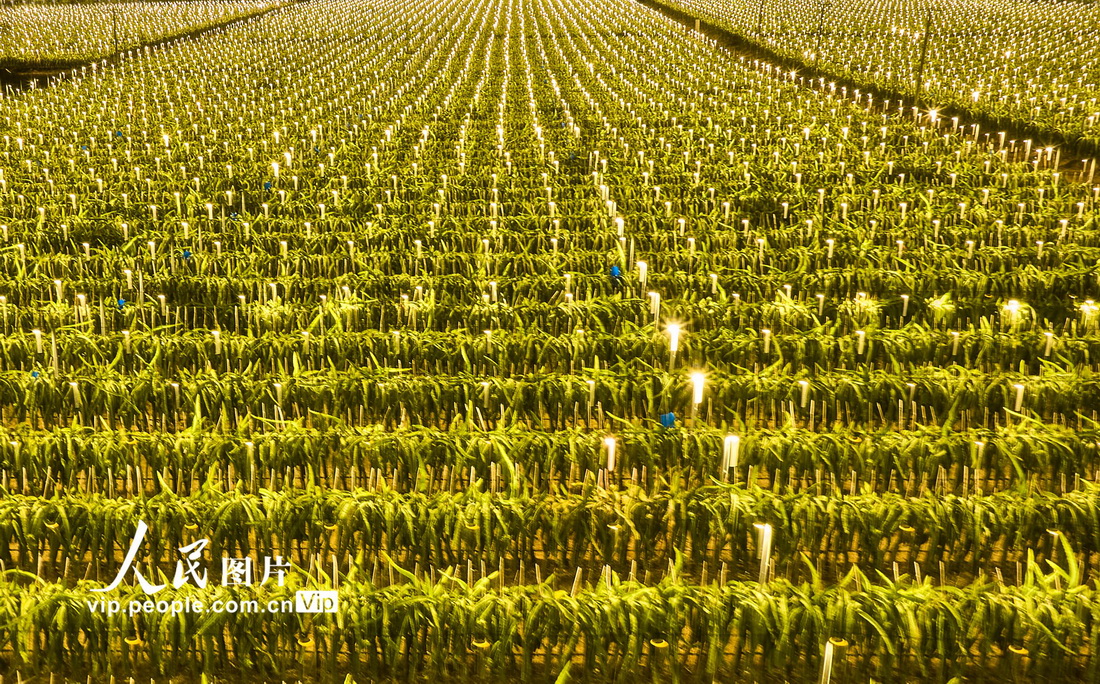 海南富硒水果基地（海南水果生产基地）-硒宝网