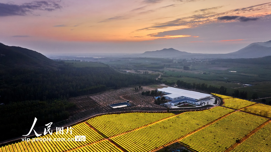海南富硒水果基地（海南水果生产基地）-硒宝网