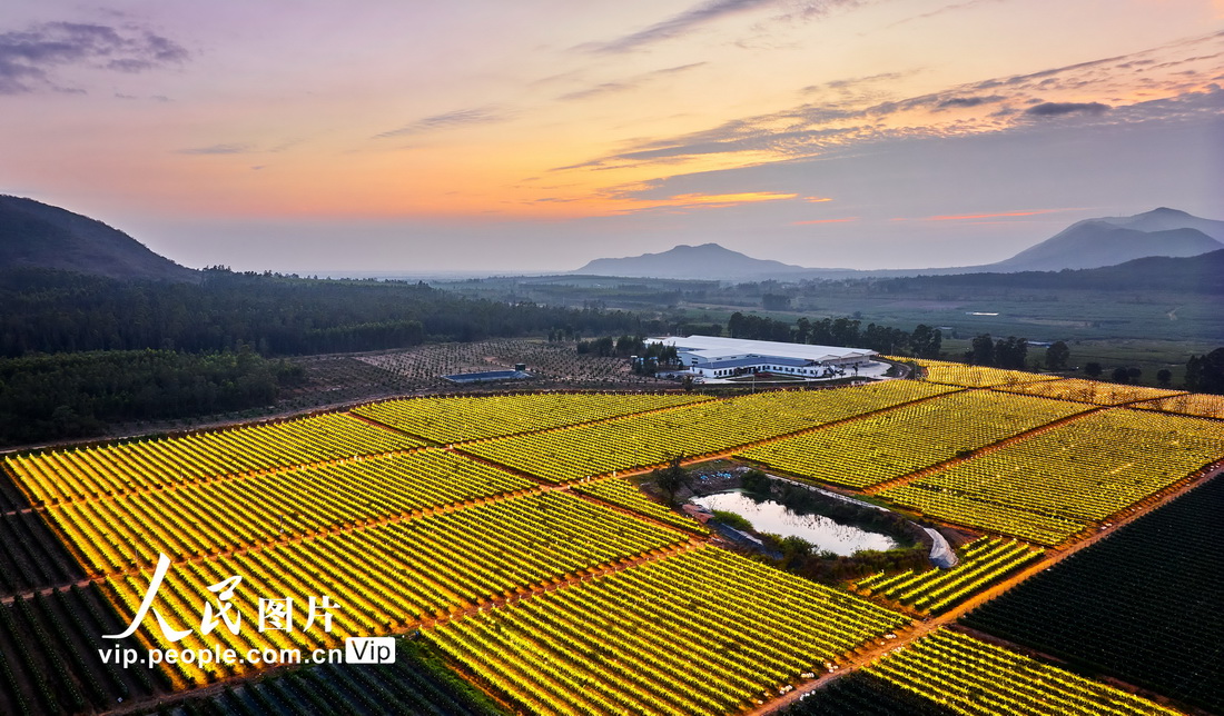 海南富硒水果基地（海南水果生产基地）-硒宝网