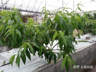 富硒水果种植技术(水果种植富硒技术方法)-硒宝网