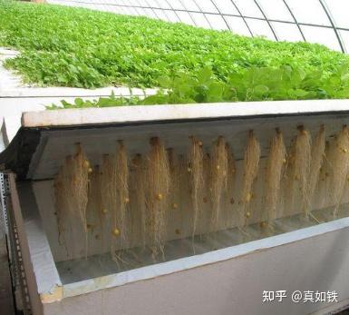 富硒水果种植技术(水果种植富硒技术方法)-硒宝网