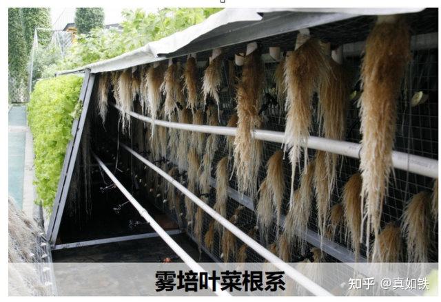 富硒水果种植技术(水果种植富硒技术方法)-硒宝网