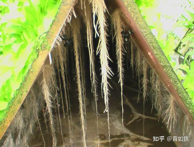 富硒水果种植技术(水果种植富硒技术方法)-硒宝网