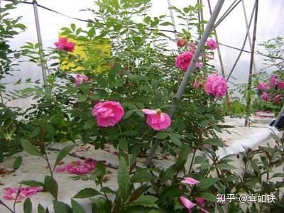 富硒水果种植技术(水果种植富硒技术方法)-硒宝网