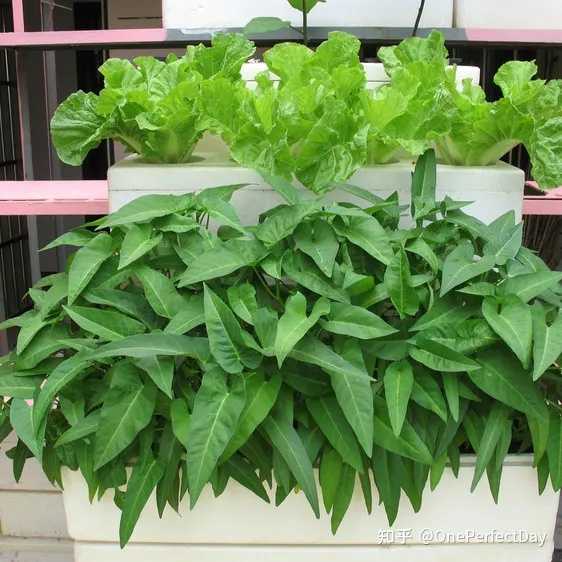 德阳富硒水果种植(富硒农产品怎么种)-硒宝网