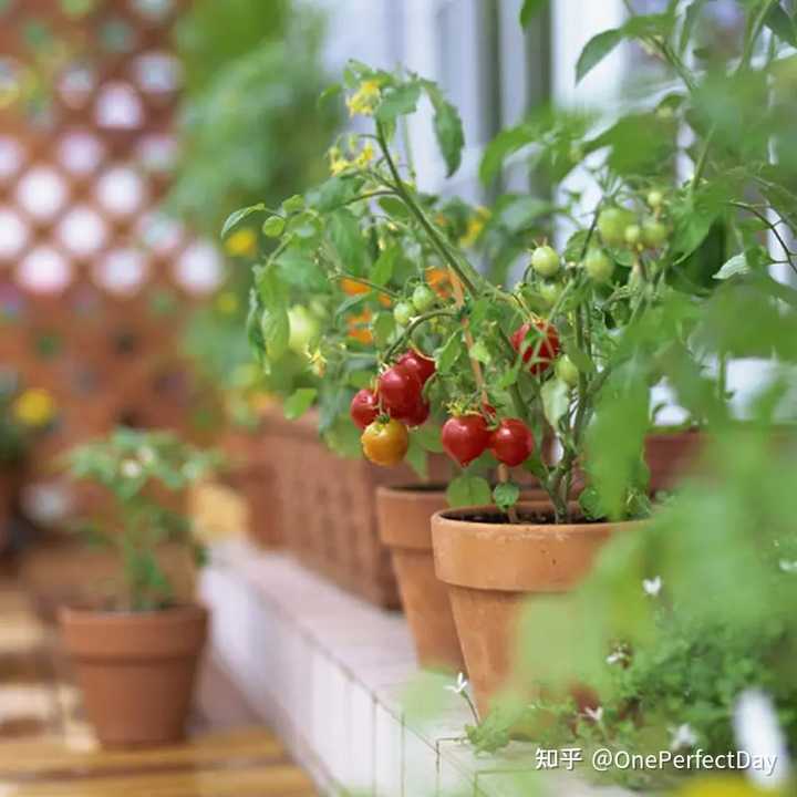 德阳富硒水果种植(富硒农产品怎么种)-硒宝网