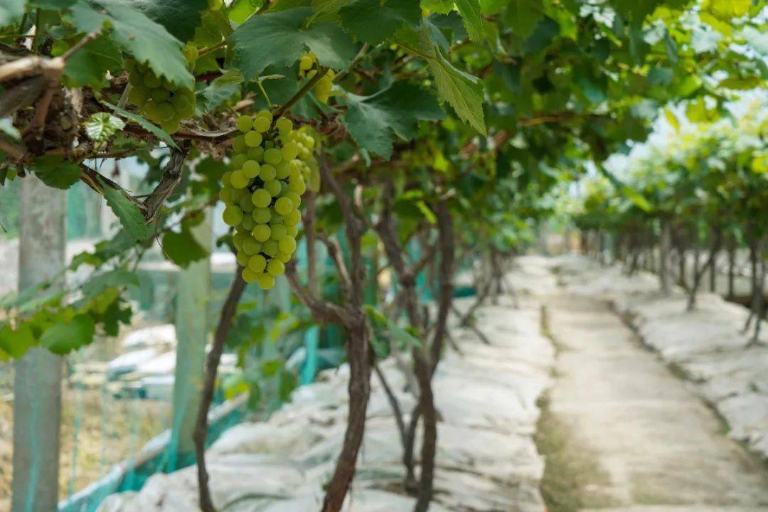 滨州富硒水果采摘（滨州黄河百亩樱桃园进入采摘季）-硒宝网