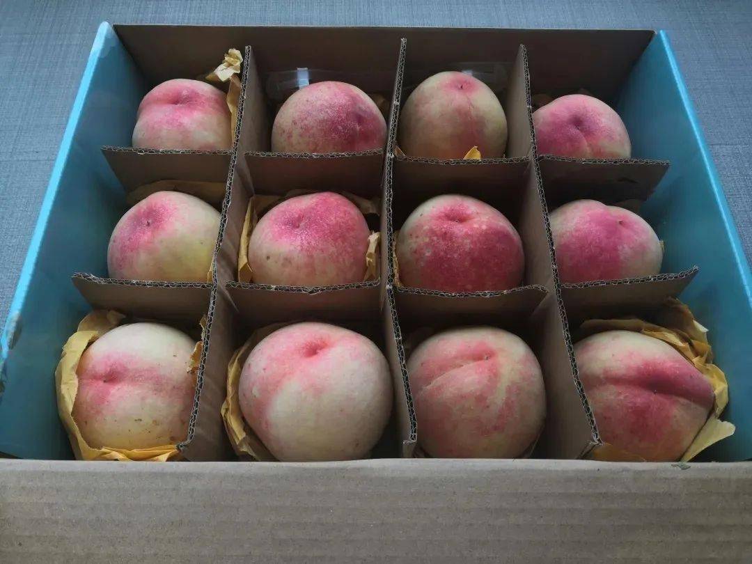 滨州富硒水果采摘（滨州黄河百亩樱桃园进入采摘季）-硒宝网