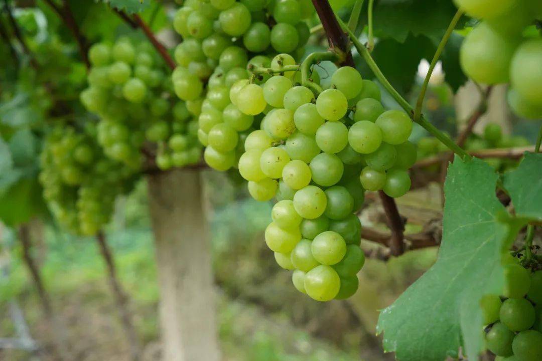 滨州富硒水果采摘（滨州黄河百亩樱桃园进入采摘季）-硒宝网