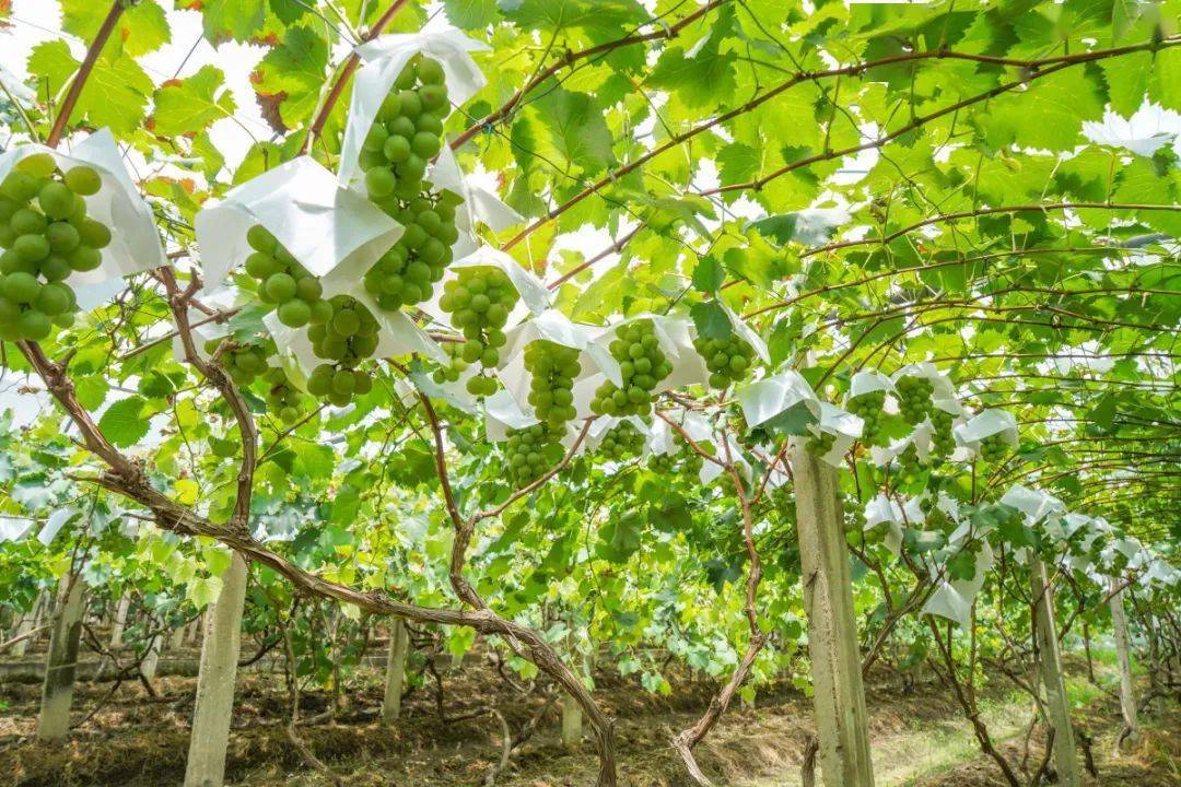 滨州富硒水果采摘（滨州黄河百亩樱桃园进入采摘季）-硒宝网