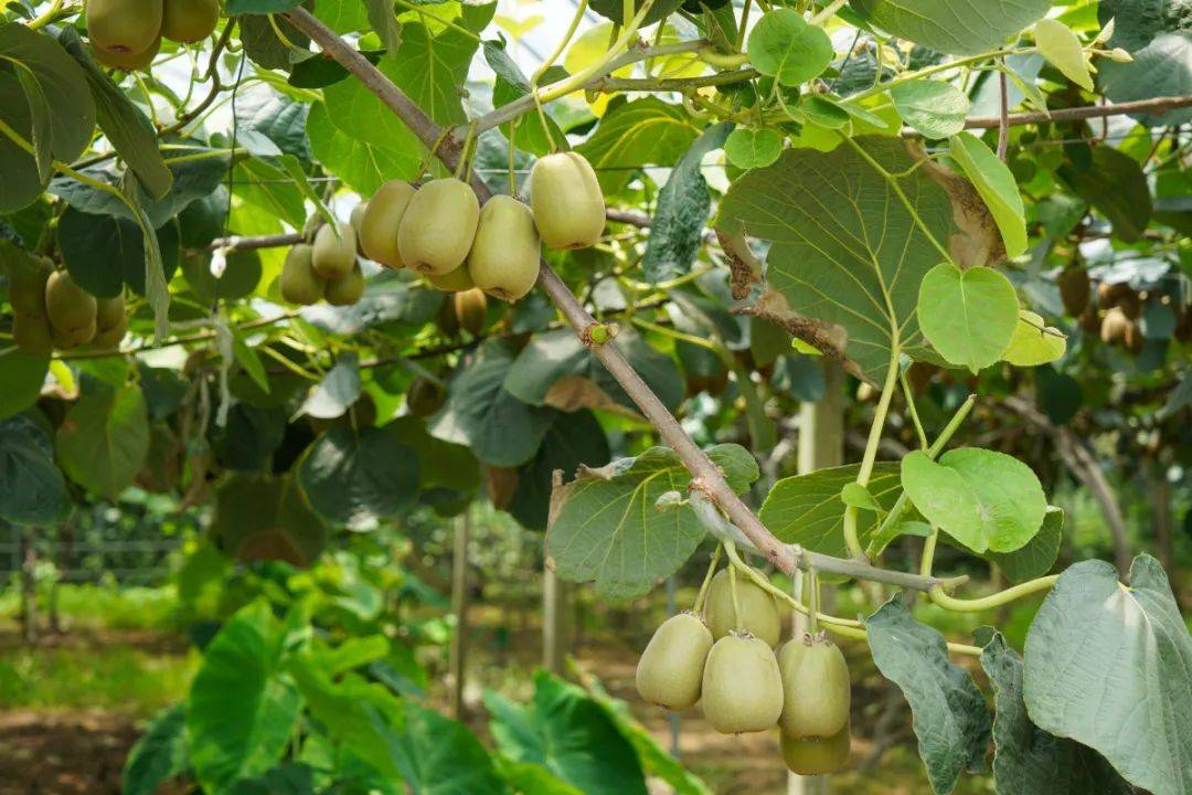 滨州富硒水果采摘（滨州黄河百亩樱桃园进入采摘季）-硒宝网