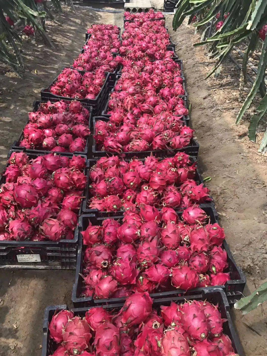 滨州富硒水果采摘（滨州黄河百亩樱桃园进入采摘季）-硒宝网