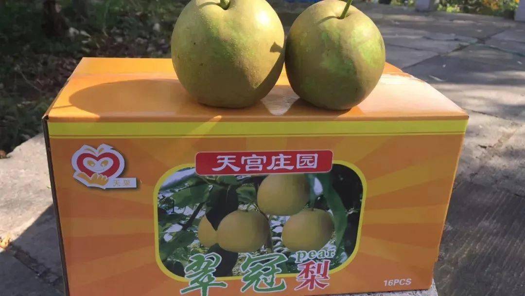 滨州富硒水果采摘（滨州黄河百亩樱桃园进入采摘季）-硒宝网