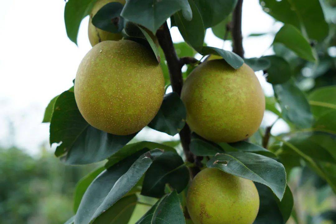 滨州富硒水果采摘（滨州黄河百亩樱桃园进入采摘季）-硒宝网