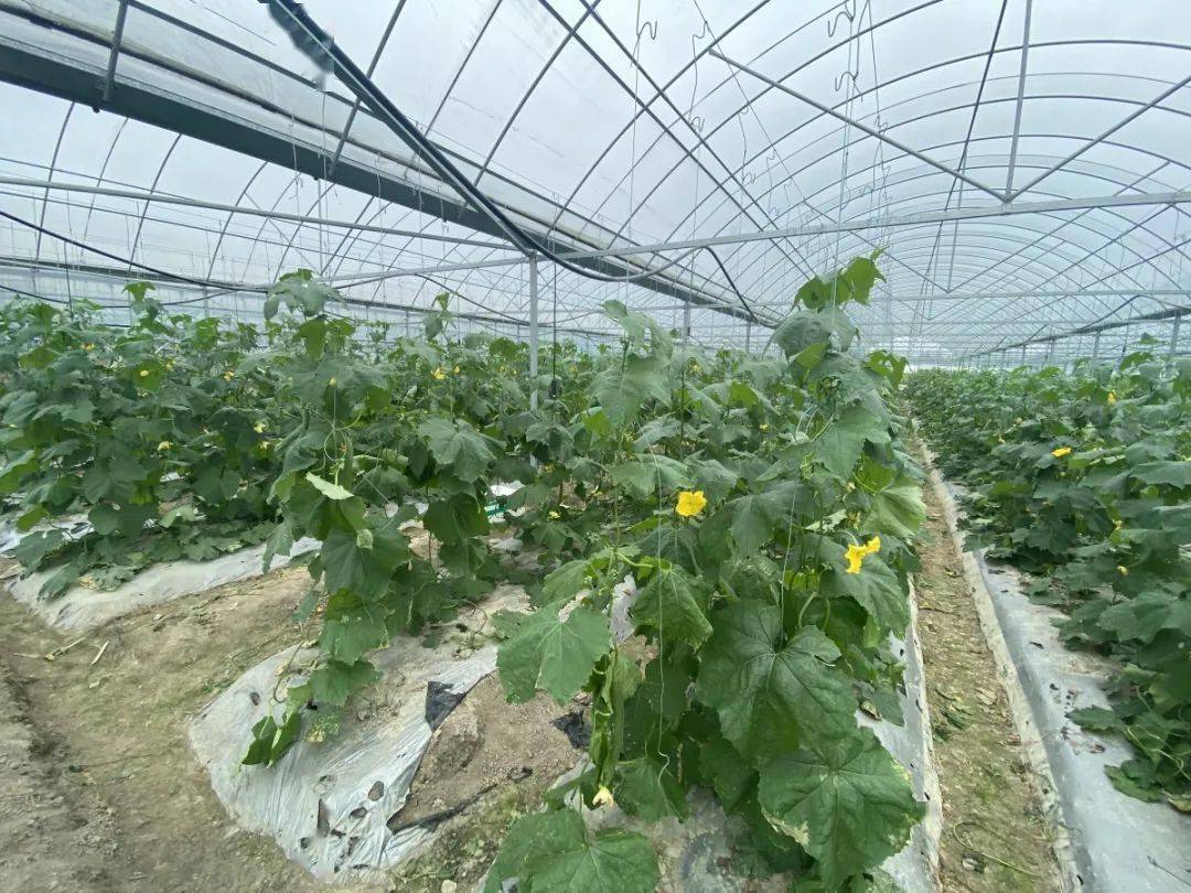 滨州富硒水果采摘（滨州黄河百亩樱桃园进入采摘季）-硒宝网