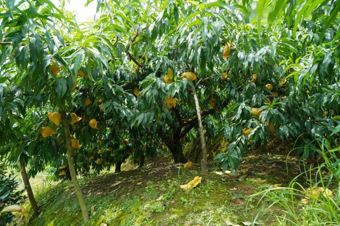 滨州富硒水果采摘（滨州黄河百亩樱桃园进入采摘季）-硒宝网