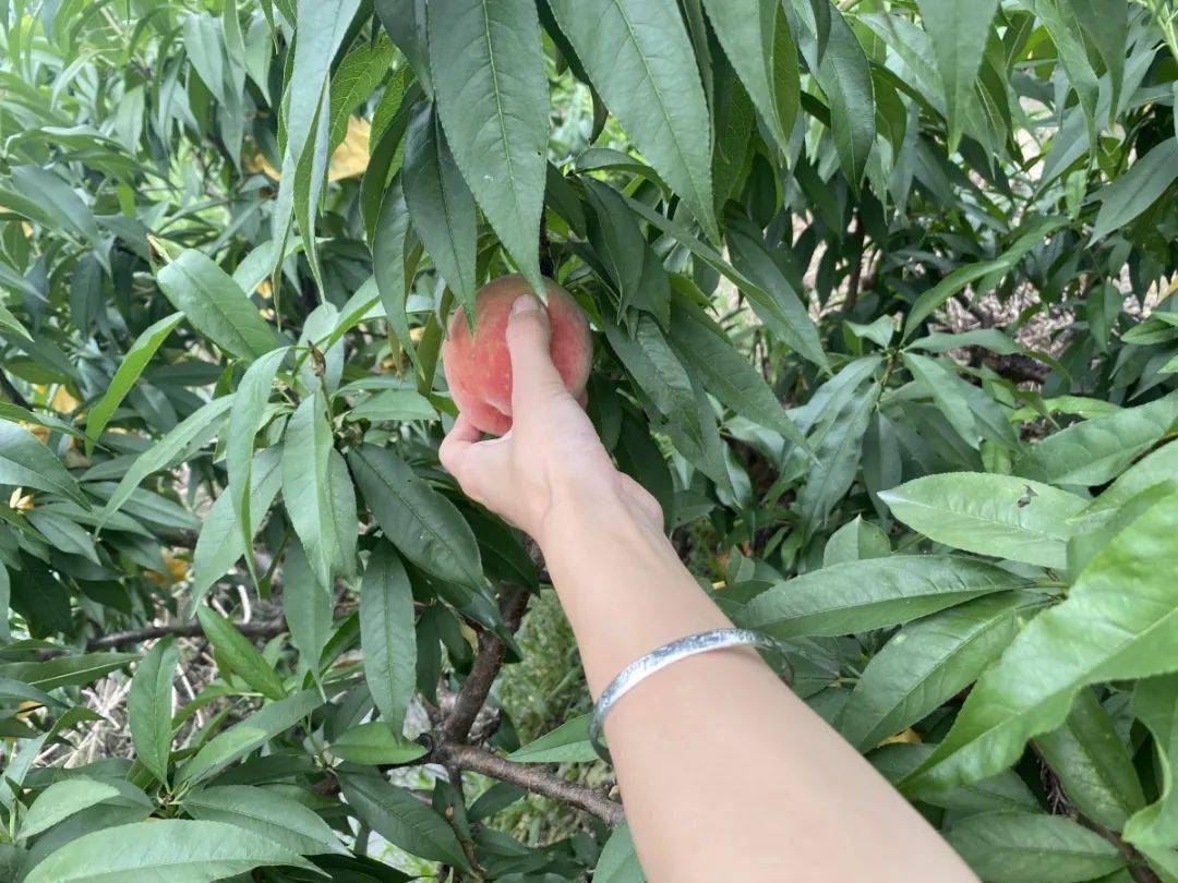 滨州富硒水果采摘（滨州黄河百亩樱桃园进入采摘季）-硒宝网