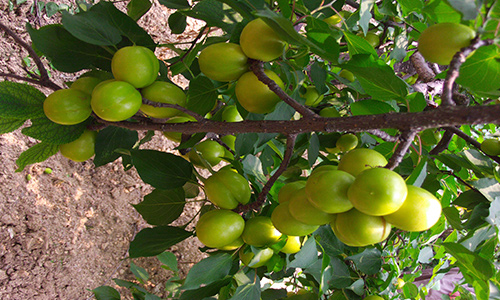 田园富硒水果采摘（富硒果蔬）-硒宝网