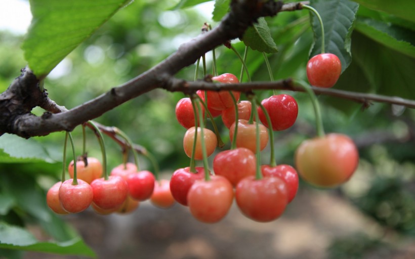 田园富硒水果采摘（富硒果蔬）-硒宝网