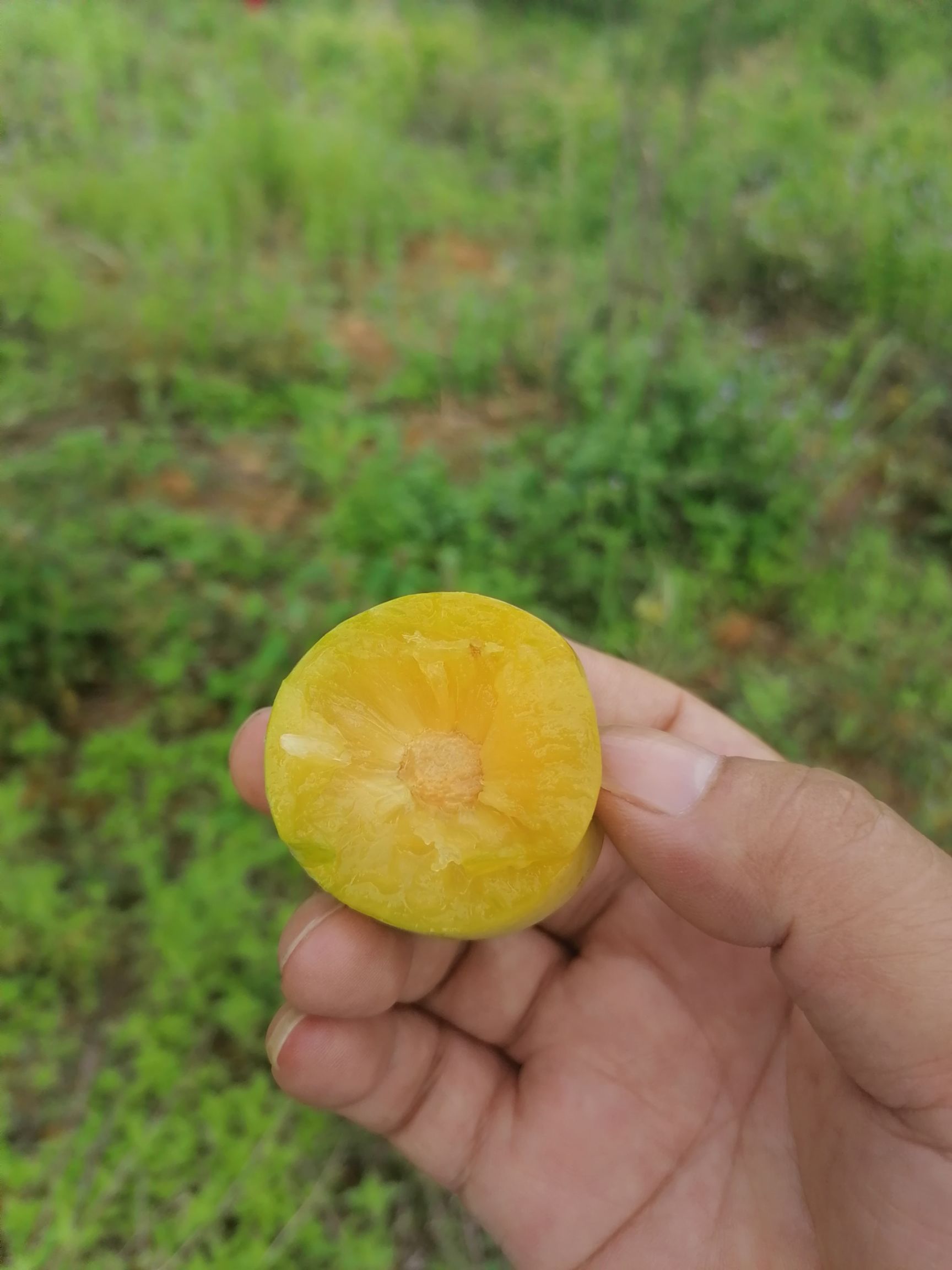怎样种植富硒水果(水果种植富硒的作用)-硒宝网