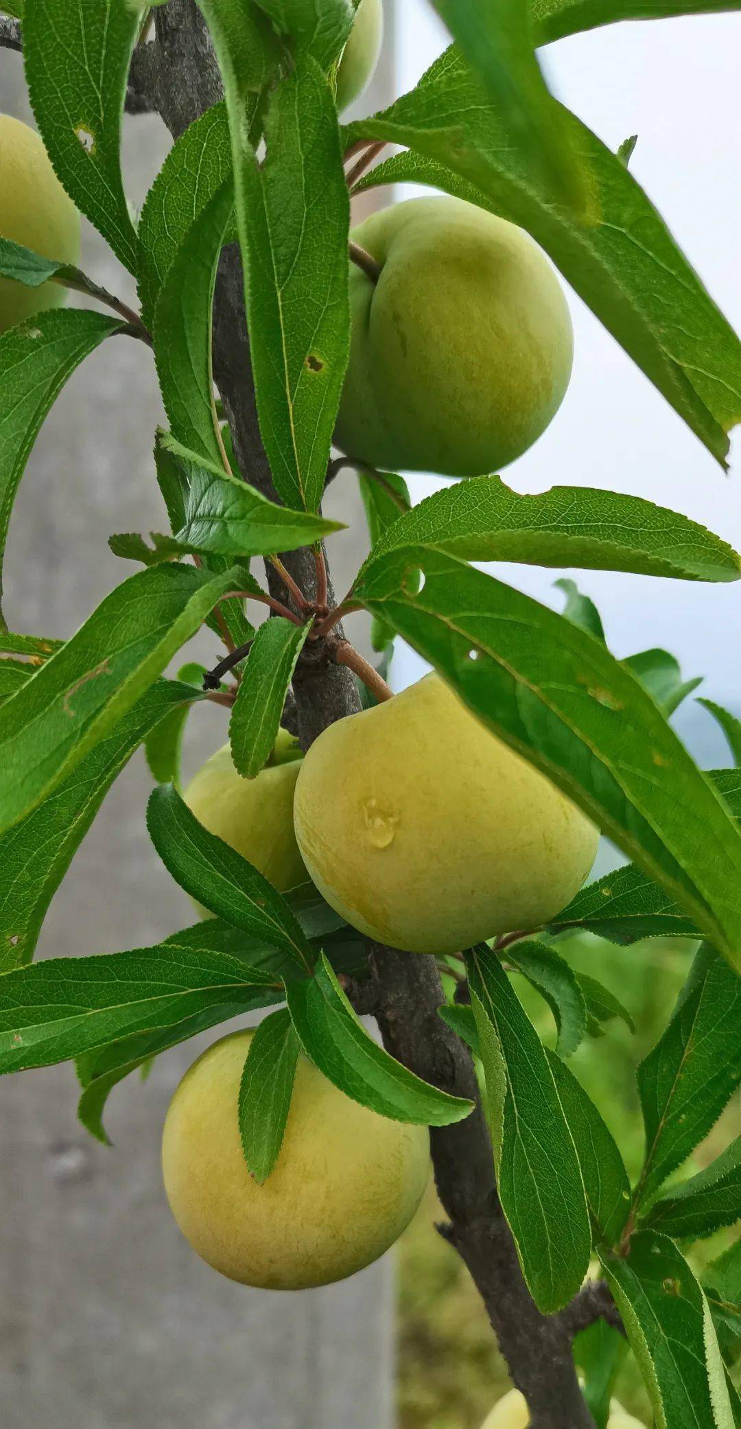 怎样种植富硒水果(水果种植富硒的作用)-硒宝网