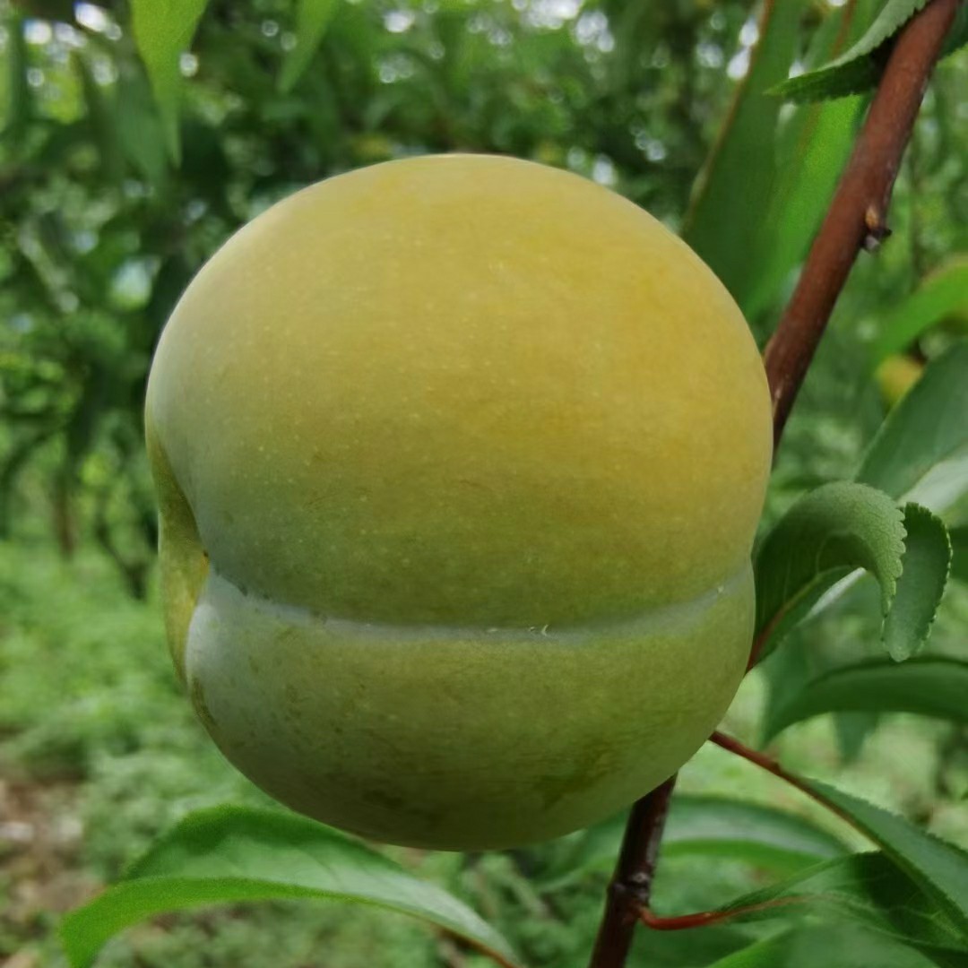 怎样种植富硒水果(水果种植富硒的作用)-硒宝网