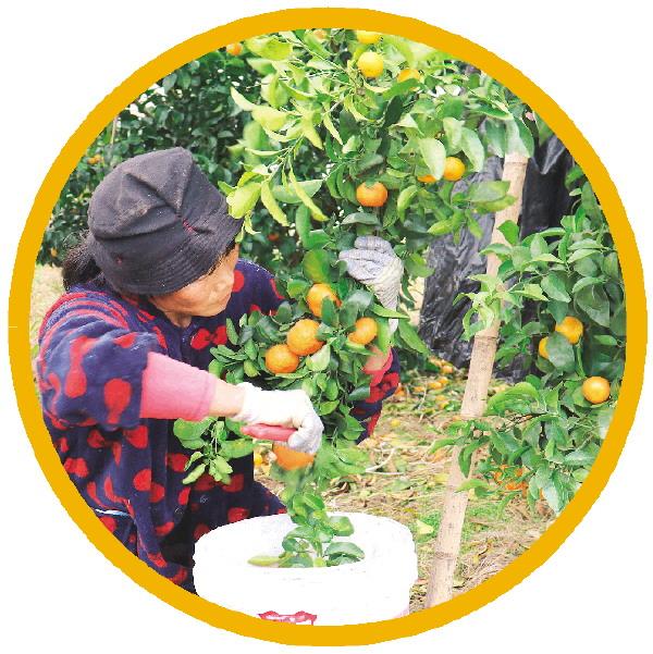 桂林富硒水果美食(桂林盛产水果)-硒宝网