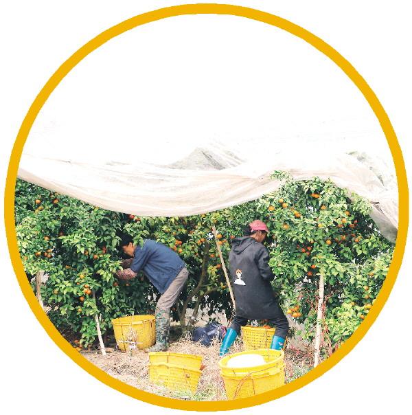 桂林富硒水果美食(桂林盛产水果)-硒宝网