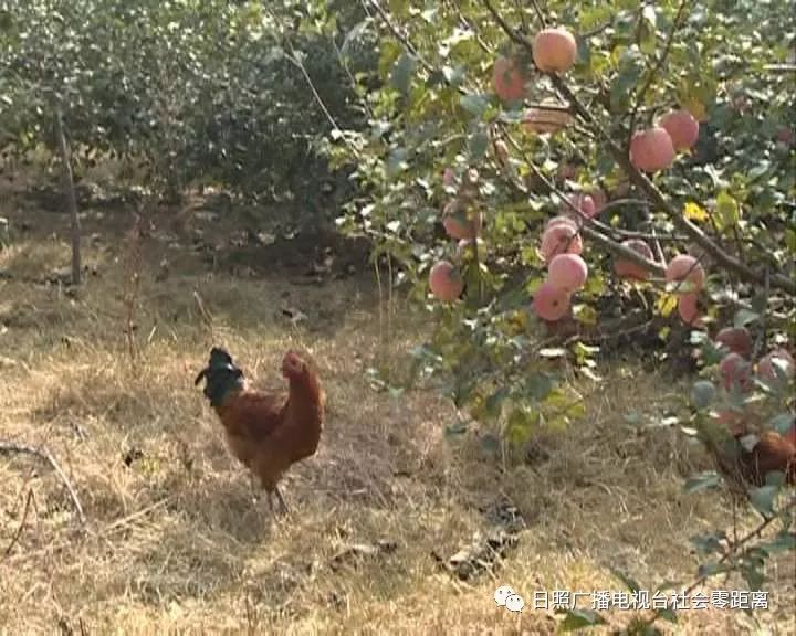 富硒水果怎样种植(富硒水果的标准是多少)-硒宝网