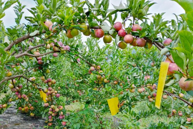 富硒水果种植政策(水果种植国家扶持政策)-硒宝网