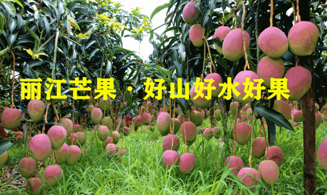 凉山富硒水果种植（富硒水果的国家标准是多少）-硒宝网