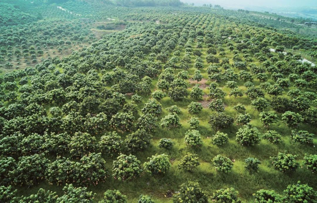 凉山富硒水果种植（富硒水果的国家标准是多少）-硒宝网