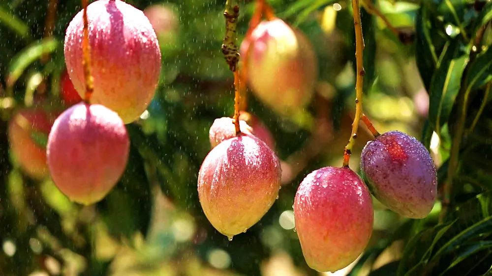 凉山富硒水果种植（富硒水果的国家标准是多少）-硒宝网