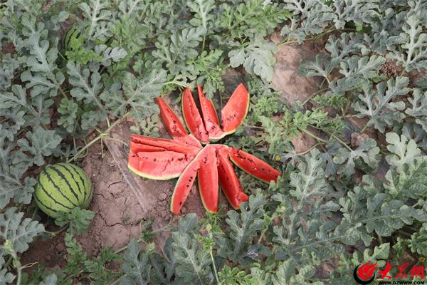 滨州富硒水果包装(山东富硒苹果多少钱一斤)-硒宝网