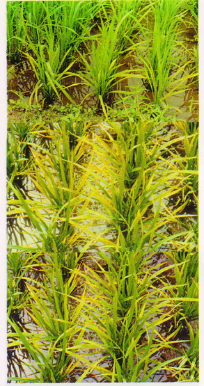 富硒水果柿子介绍(柿子含硒元素吗)-硒宝网