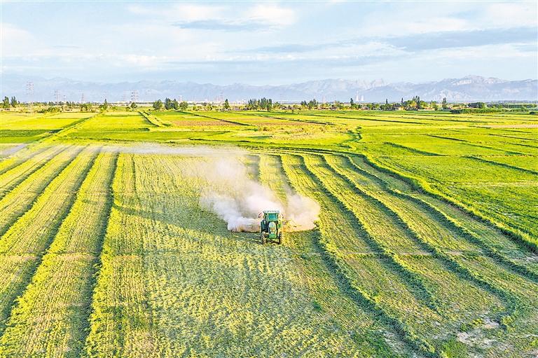 富硒水果柿子介绍(柿子含硒元素吗)-硒宝网