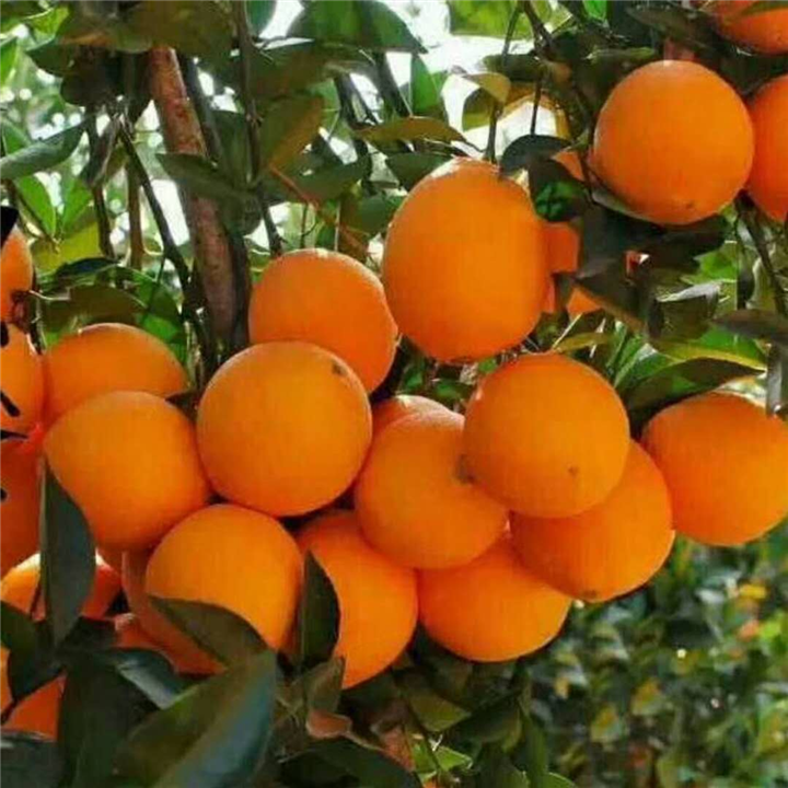 于都富硒水果简介(于都富硒产业发展中心)-硒宝网